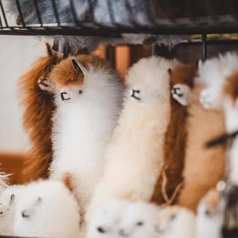 Variété de toutous alpagas