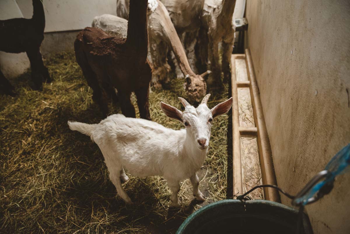Une chèvre à l'intérieur de la ferme