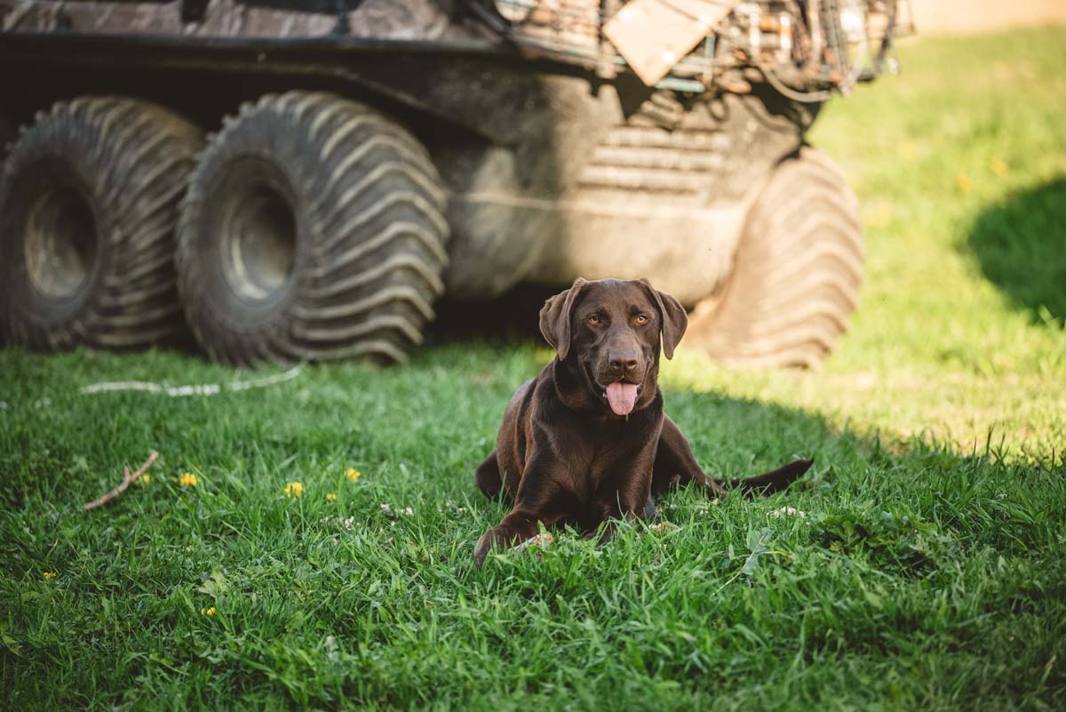 Le chien labrador est couché dans l'herbe
