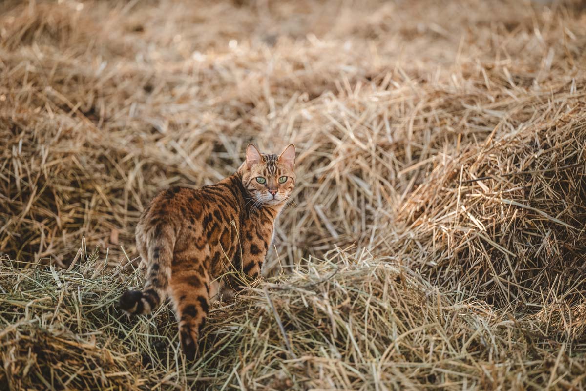 Le chat de Bengal se promène.