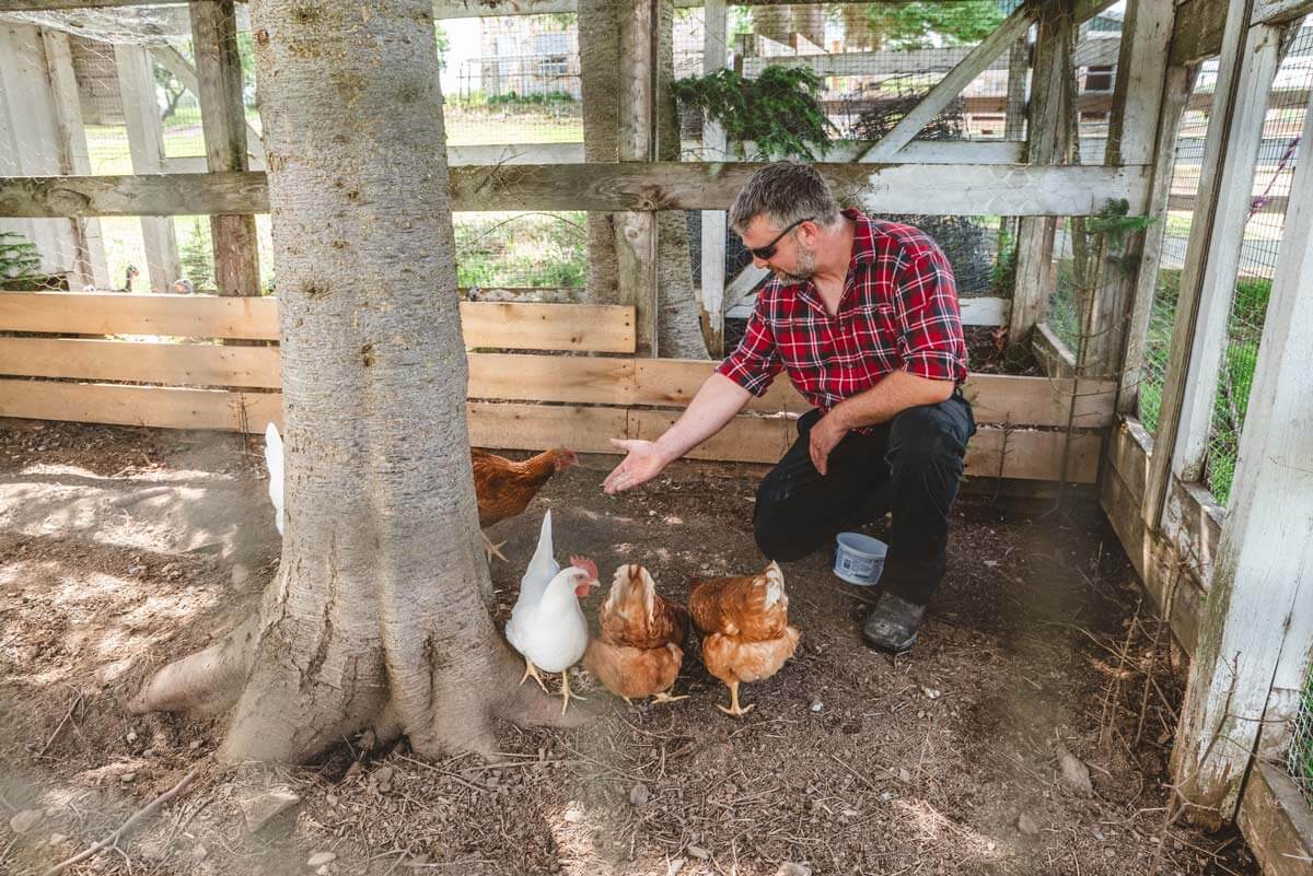 Les poules sont nourries à la main.
