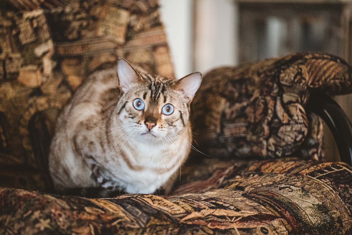 Chat sur un fauteuil