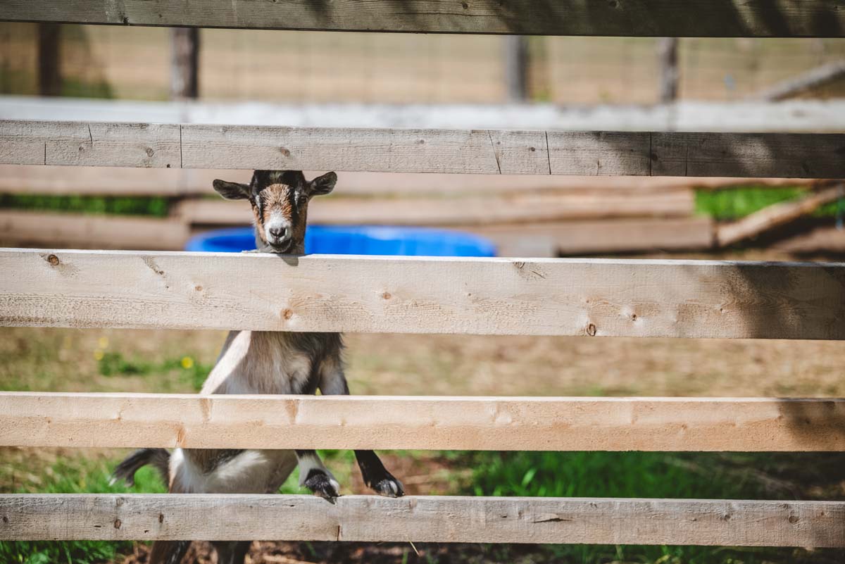 Une chèvre regarde entre les planches de la clôture