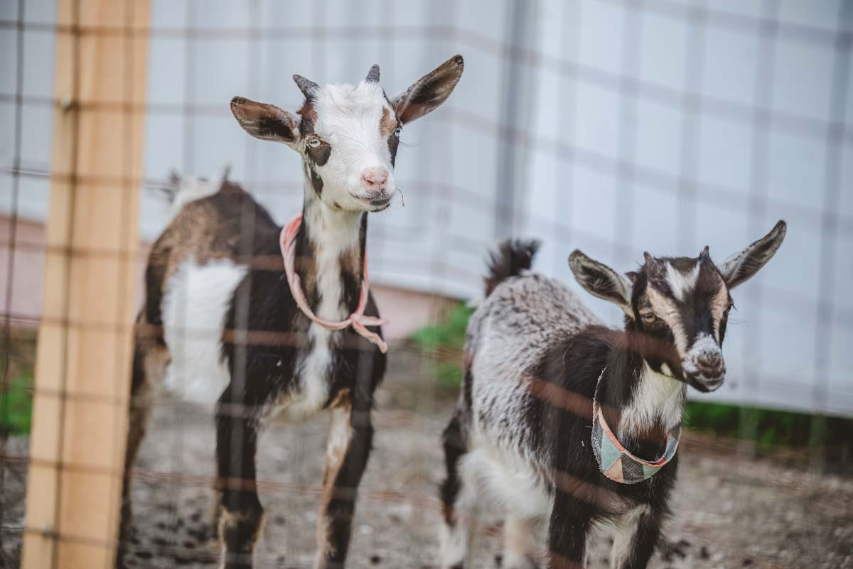 Deux chèvres dans un enclos