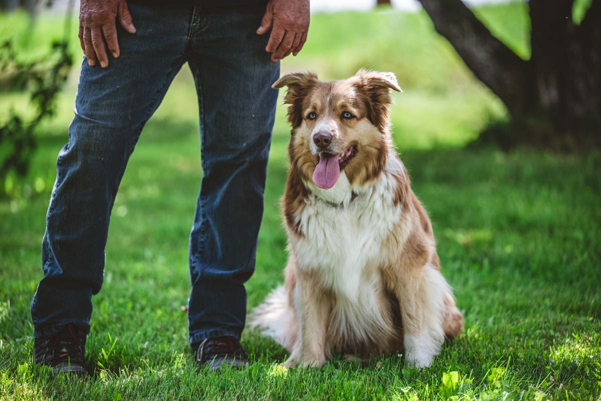 Le berger australien est assis
