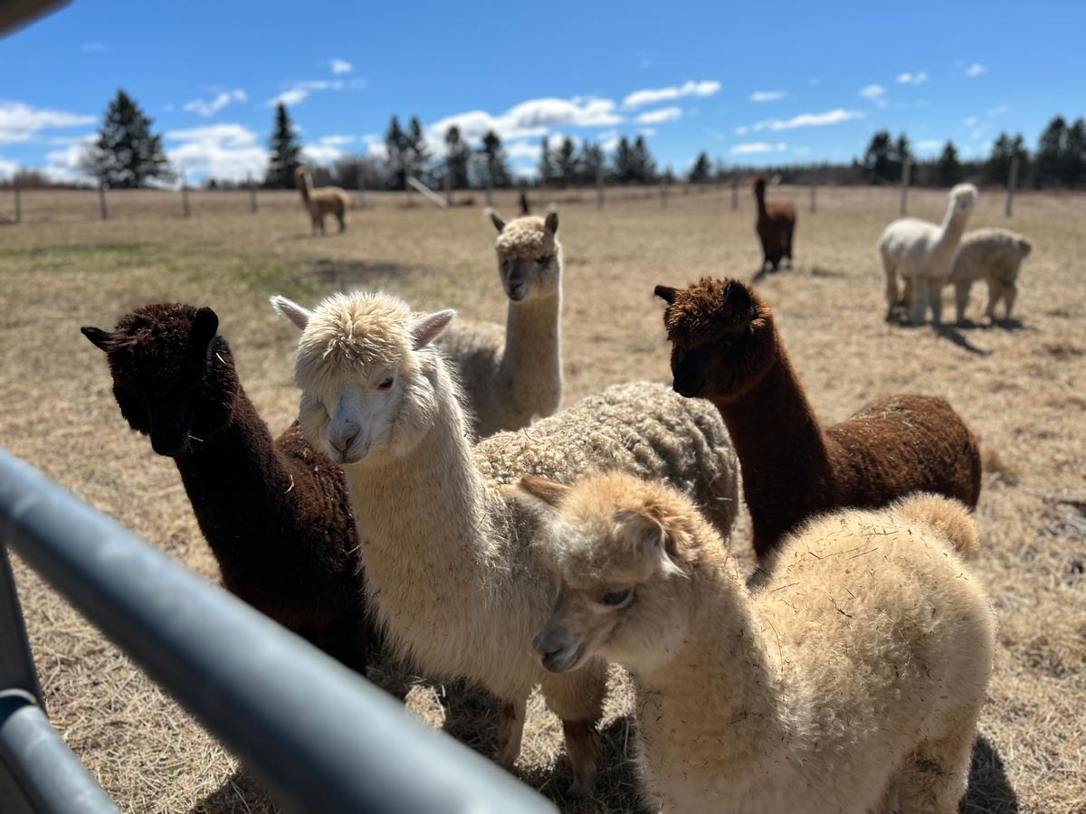 Troupeau d'alpagas dans l'enclos
