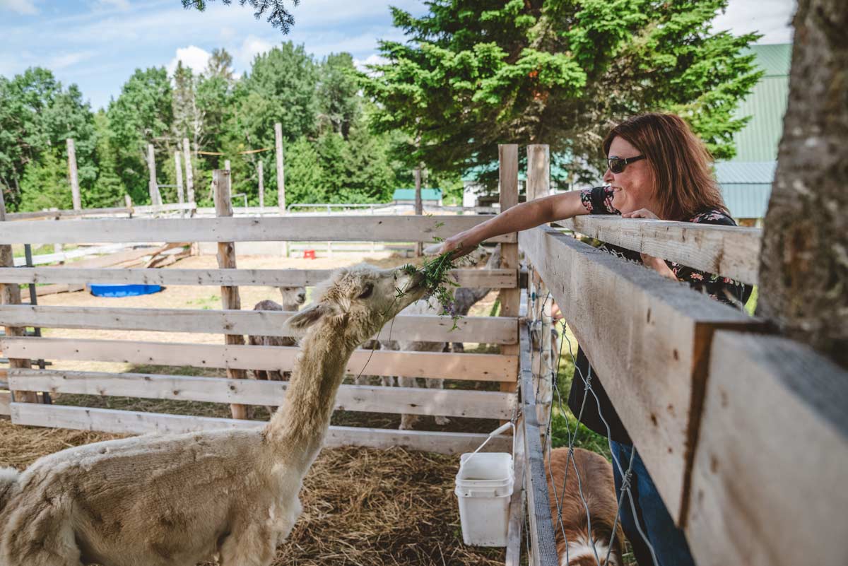 Genevi&egrave;ve donne de l'herbe &agrave; manger &agrave; un alpagas