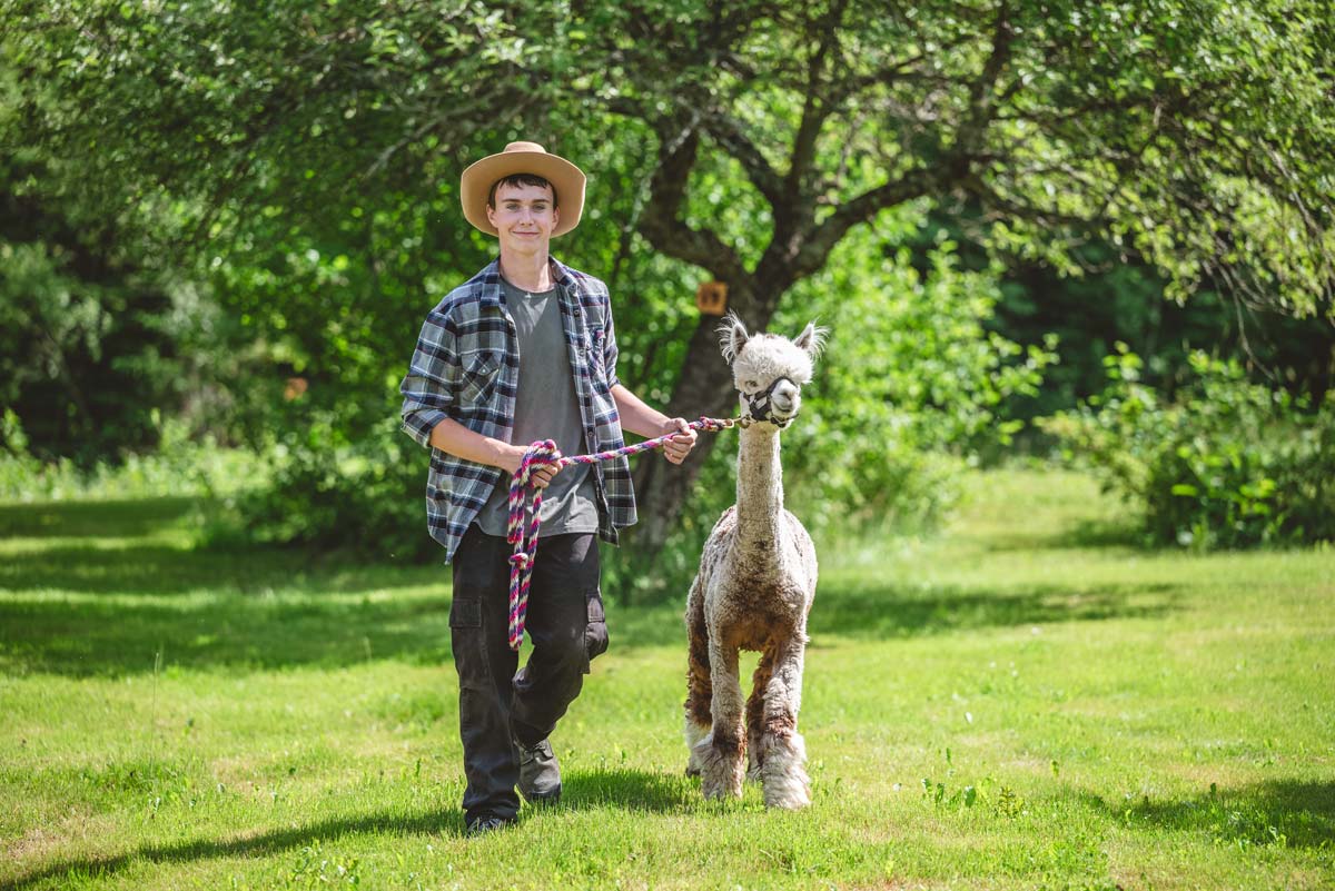 Notre fils promenant un alpagas