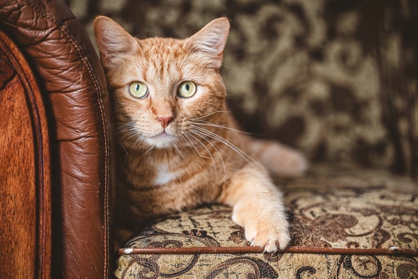 Chat sur un divan