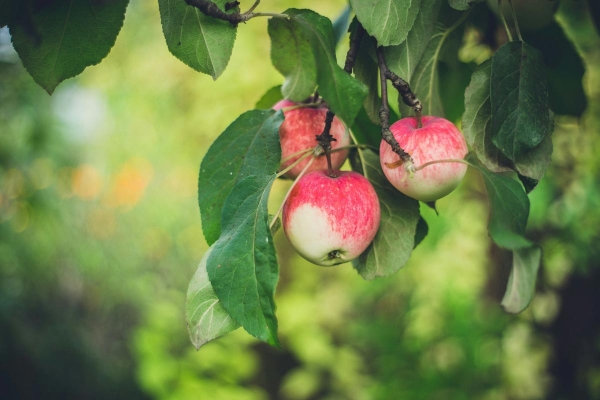 Trois pommes sur une branche